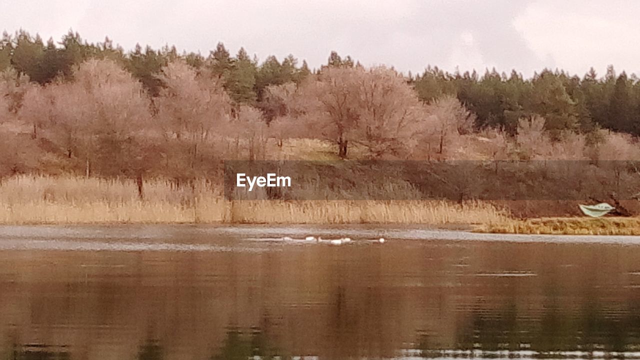 SCENIC VIEW OF LAKE BY TREES