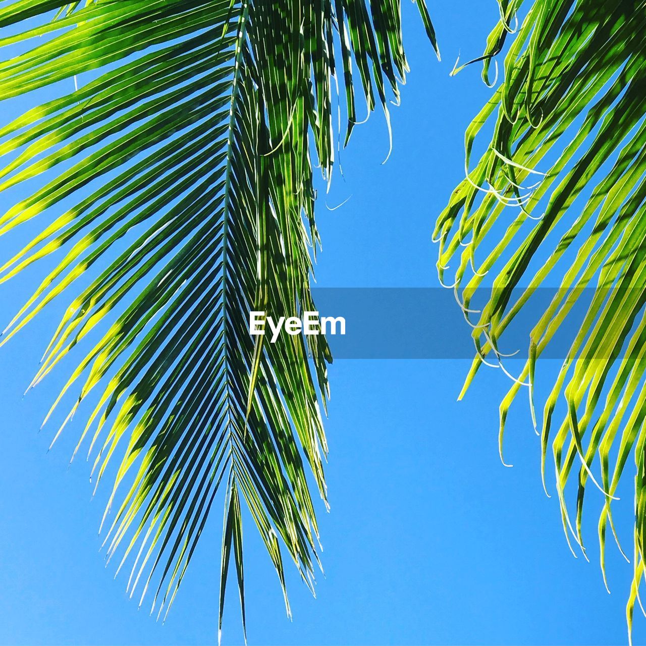 Low angle view of palm tree against blue sky