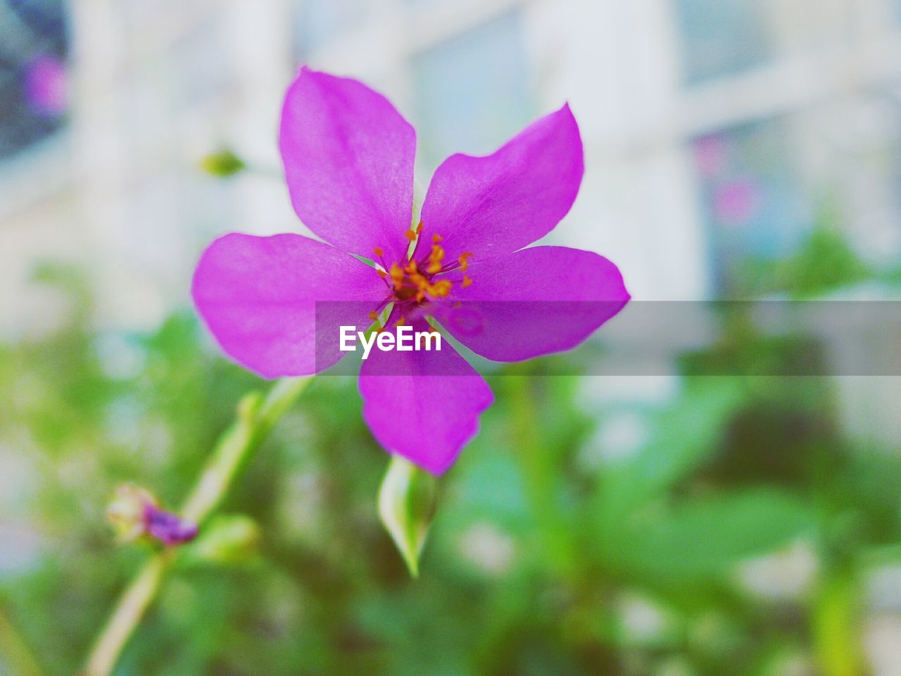 CLOSE-UP OF PINK FLOWER GROWING ON PLANT
