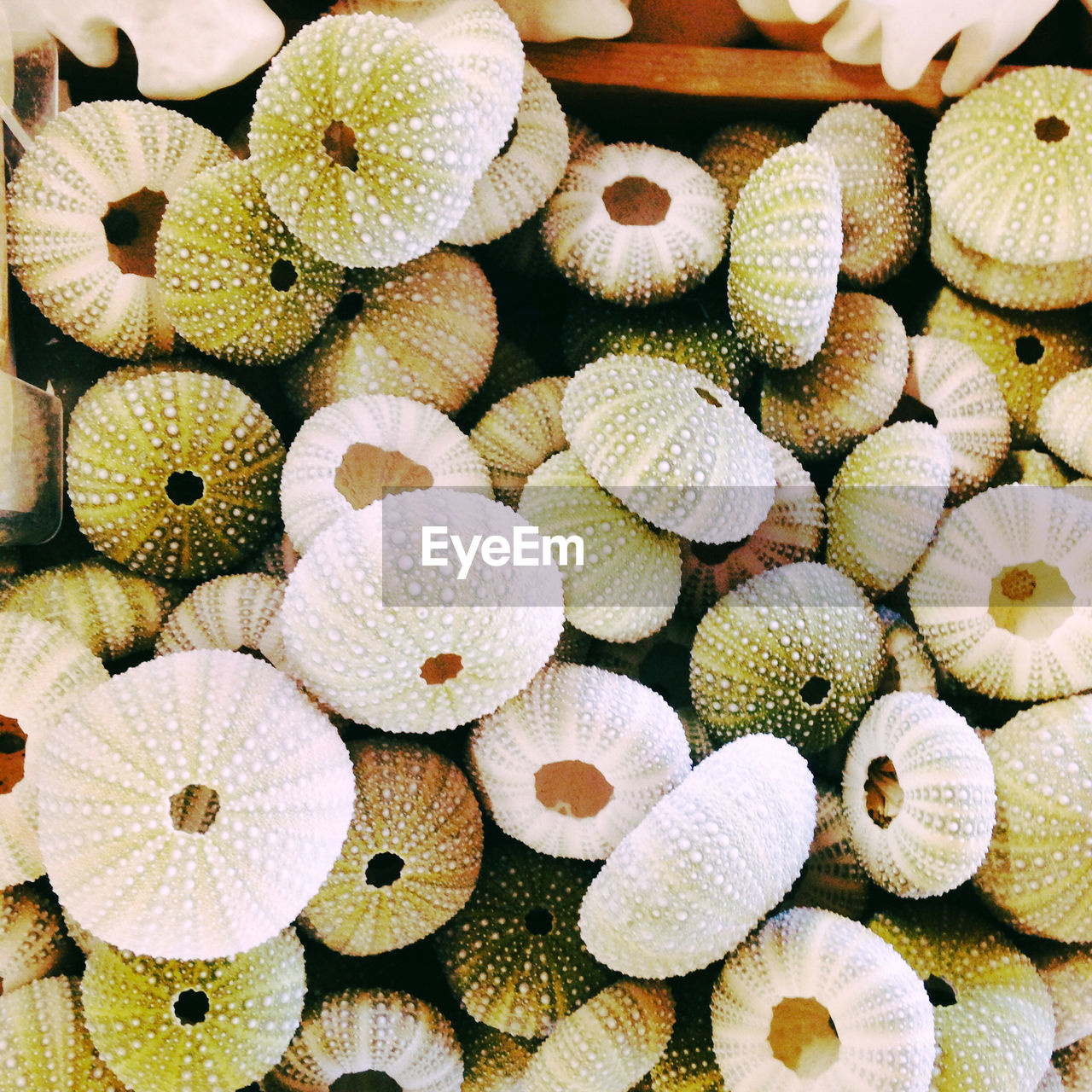 Directly above shot of sea urchin shells in container