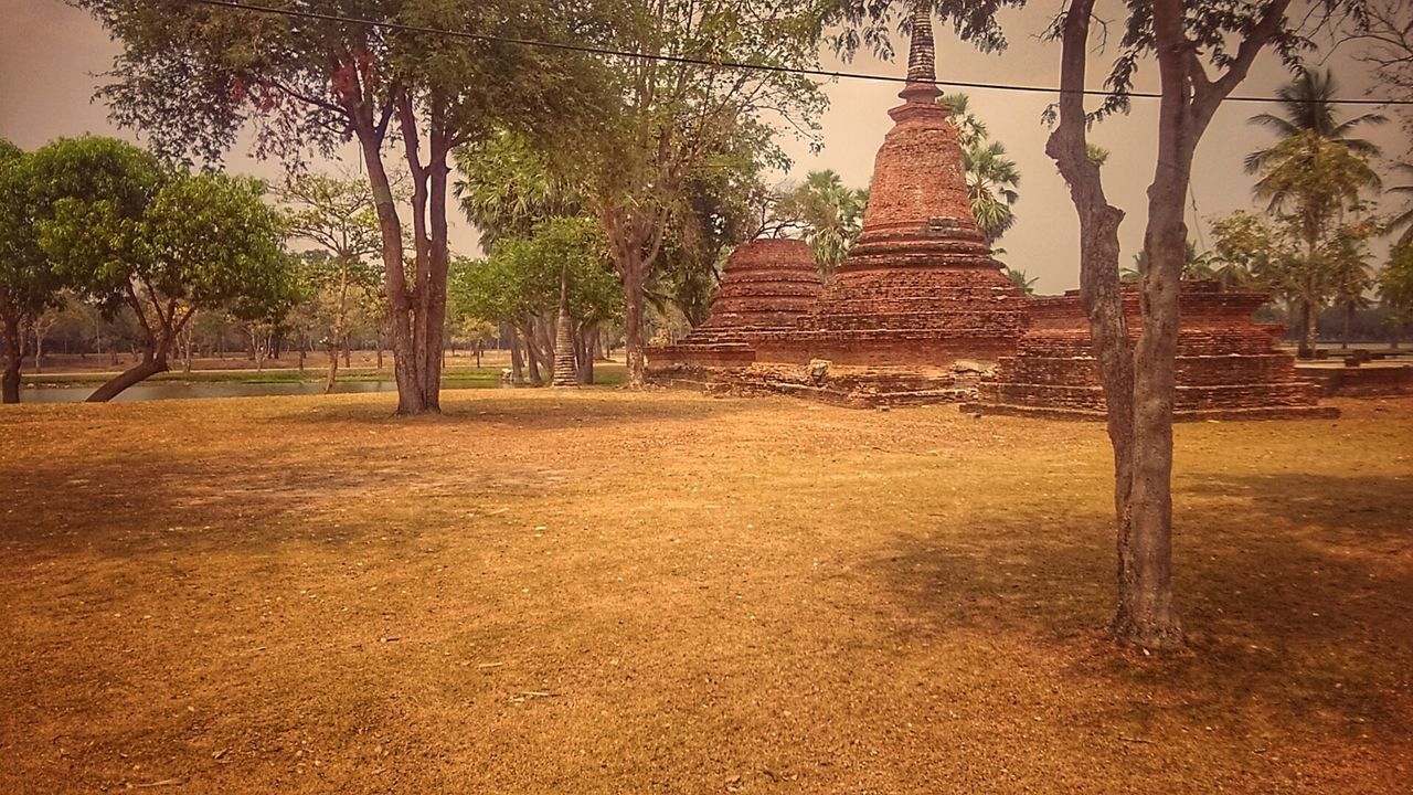 TREES IN TEMPLE