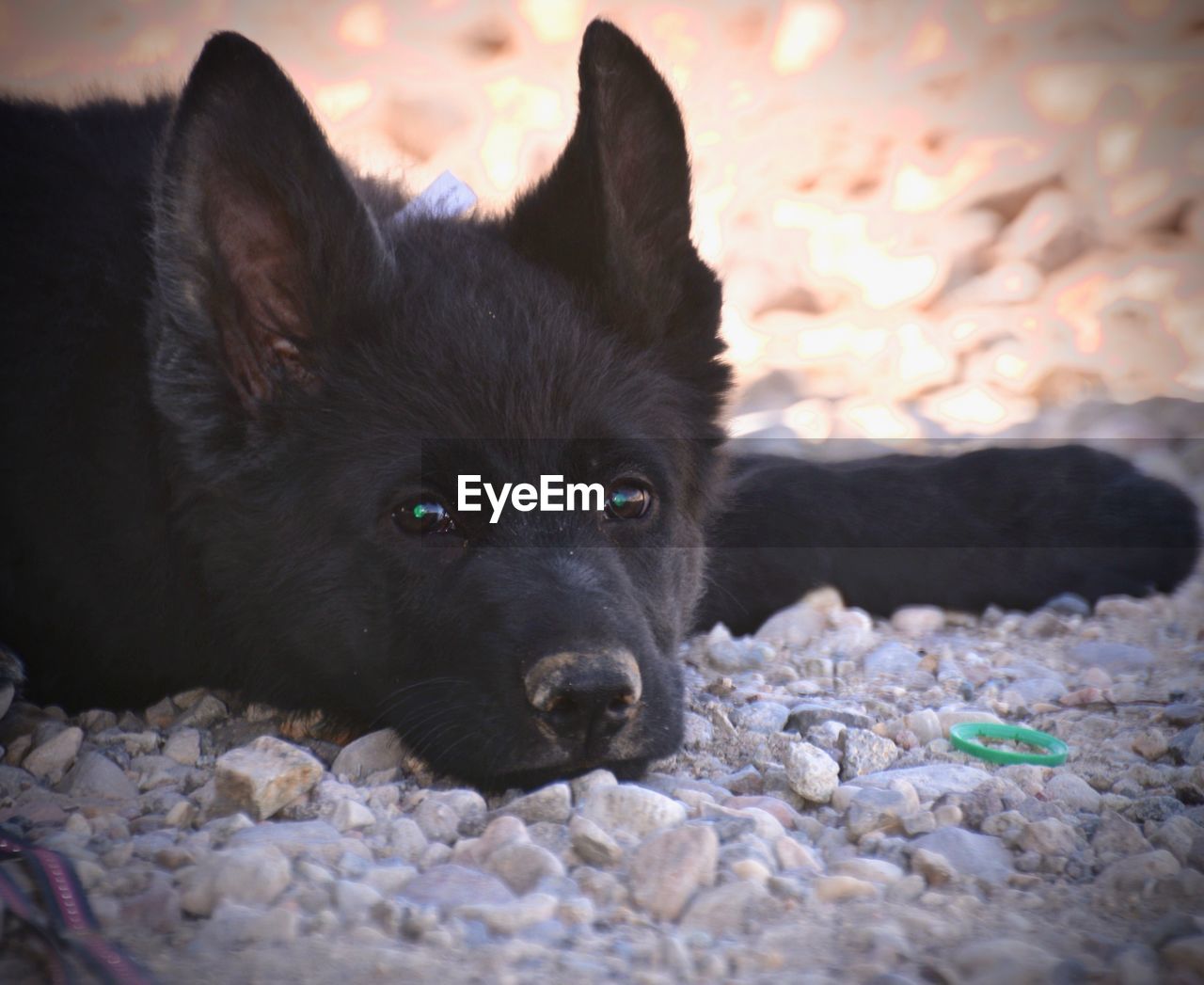 CLOSE-UP PORTRAIT OF DOG RESTING ON FIELD