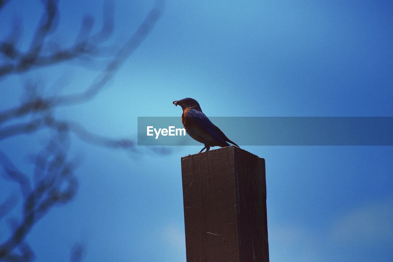 Low angle view of bird perching on wooden post against sky