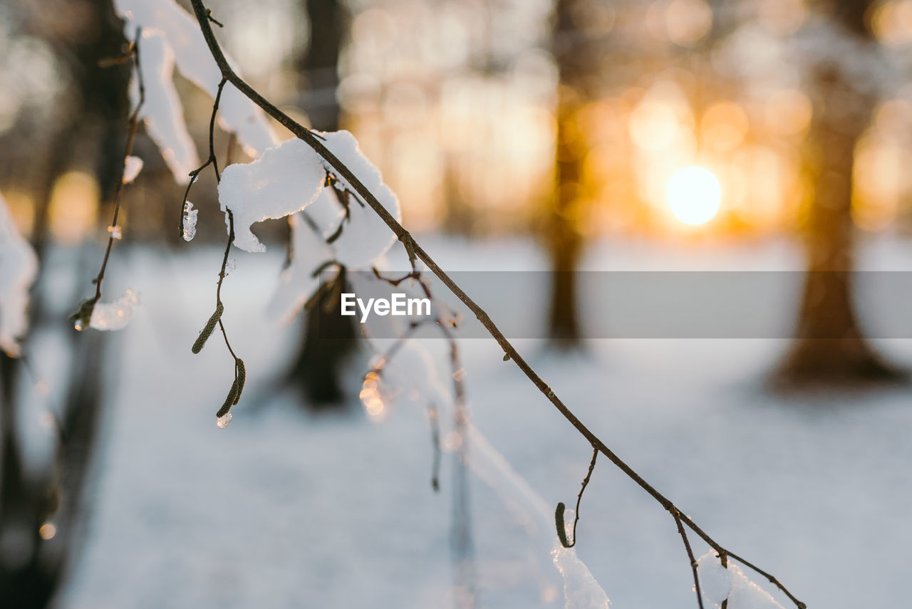 CLOSE-UP OF FROZEN PLANTS AGAINST BLURRED BACKGROUND