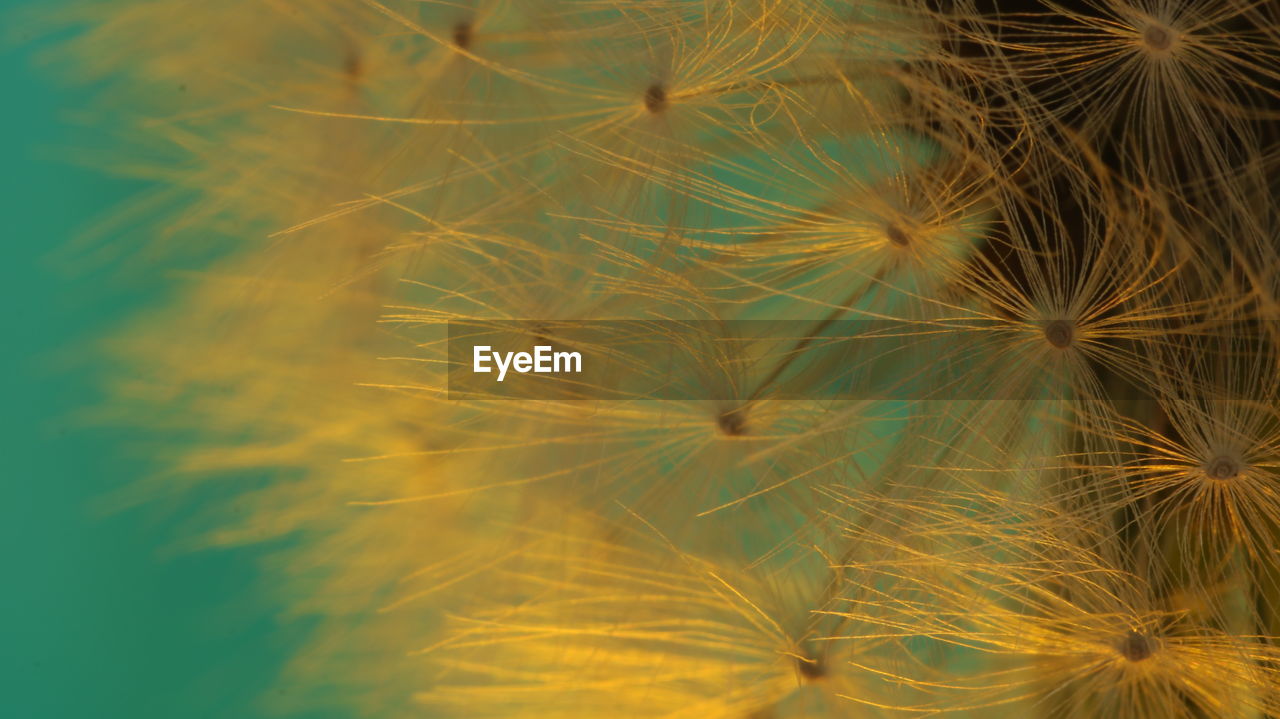 Close-up of dandelion against black background