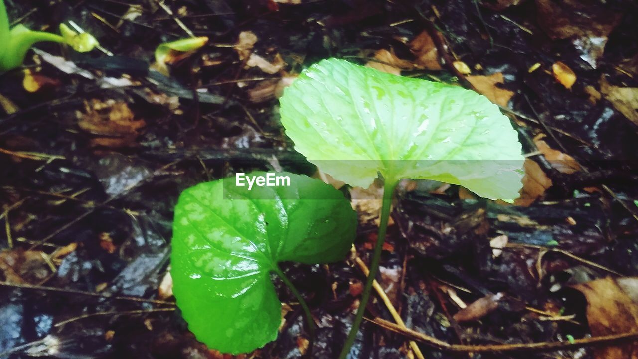 CLOSE-UP OF LEAVES ON PLANT