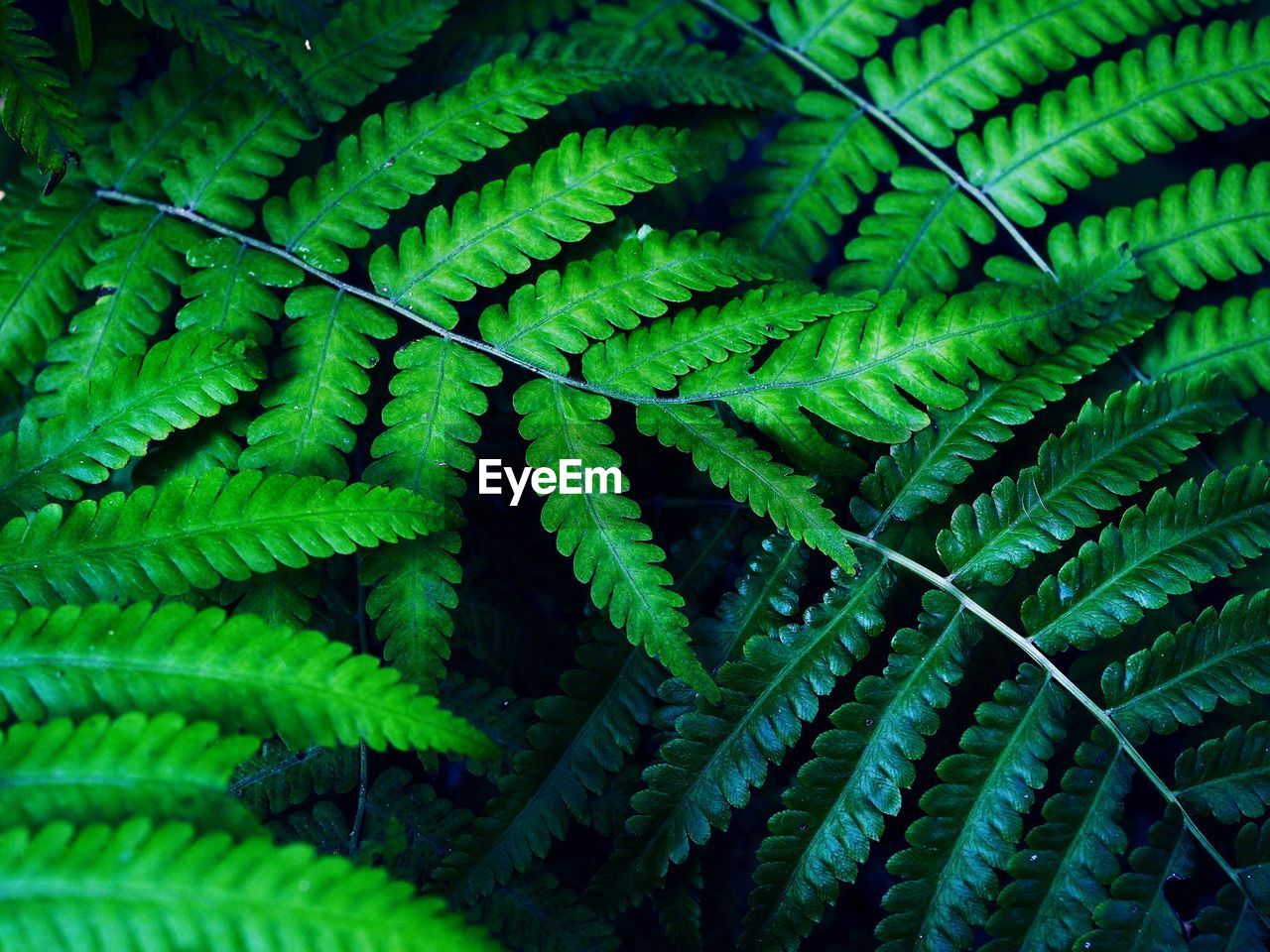 CLOSE-UP OF FERN LEAF