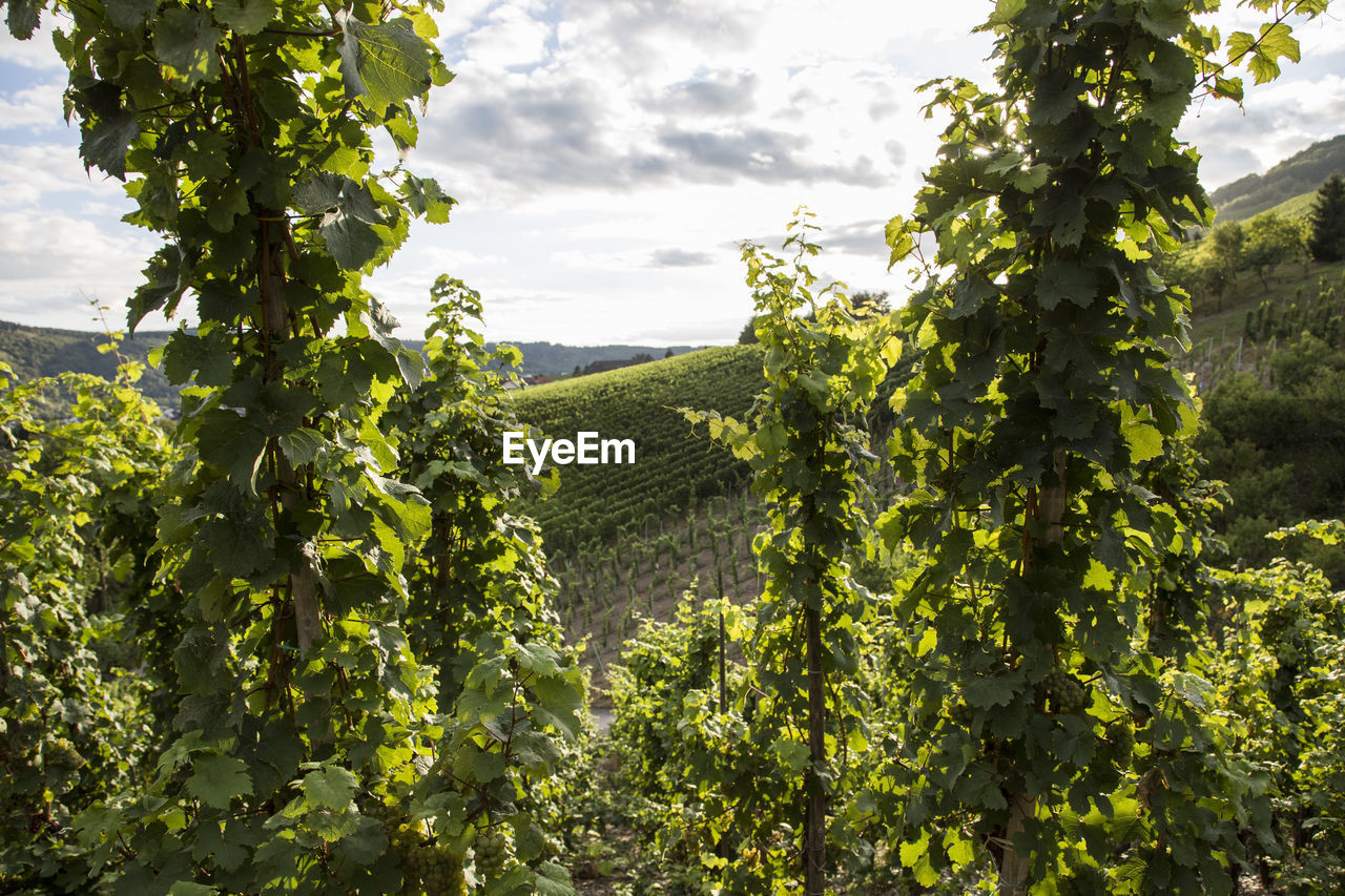 Vineyard against sky