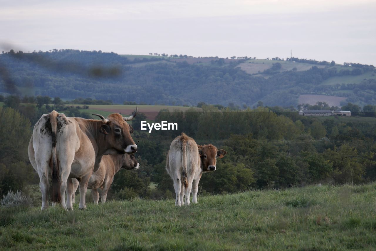 Cows standing on field against mountain