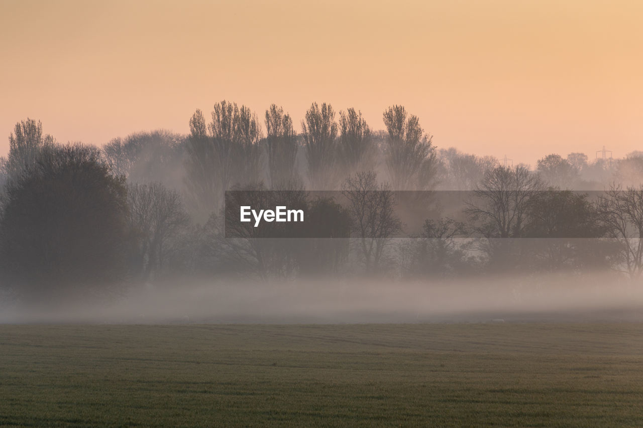 Trees on field against sky during sunset