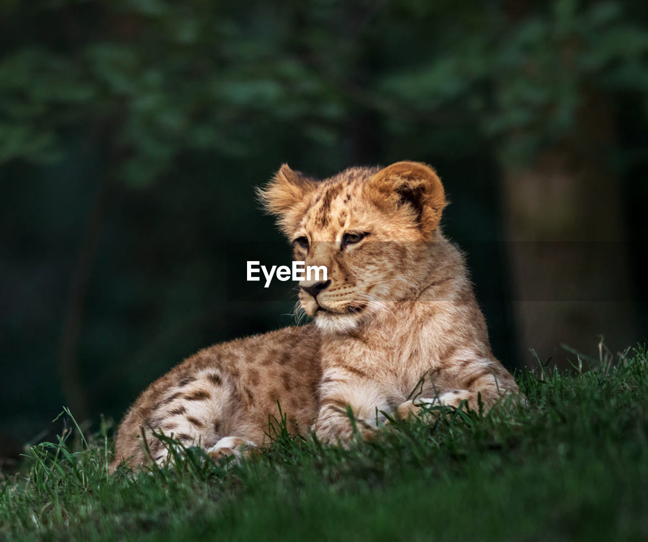 Portrait of a cat on grass