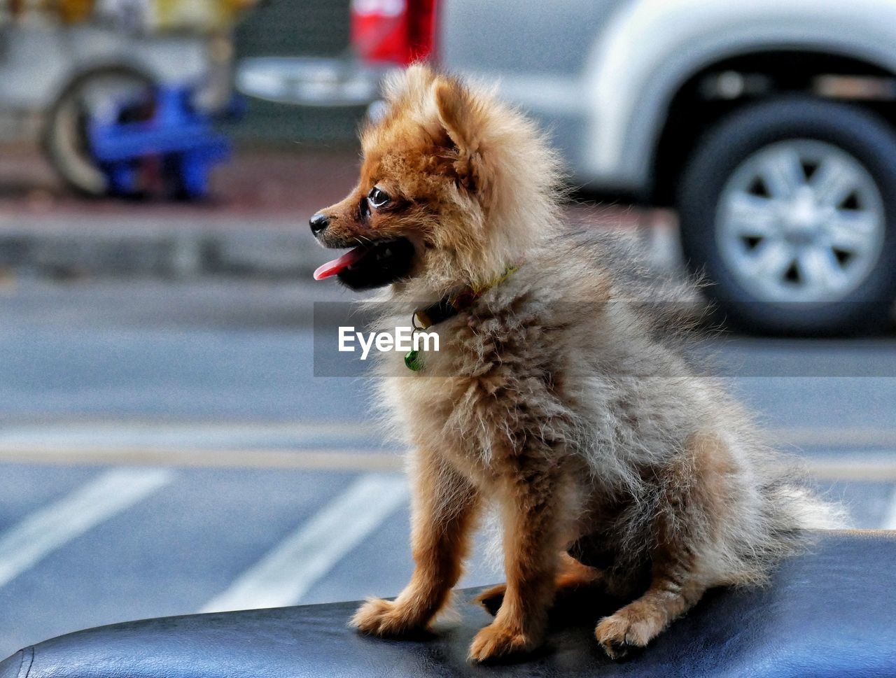 Close-up of dog sitting outdoors