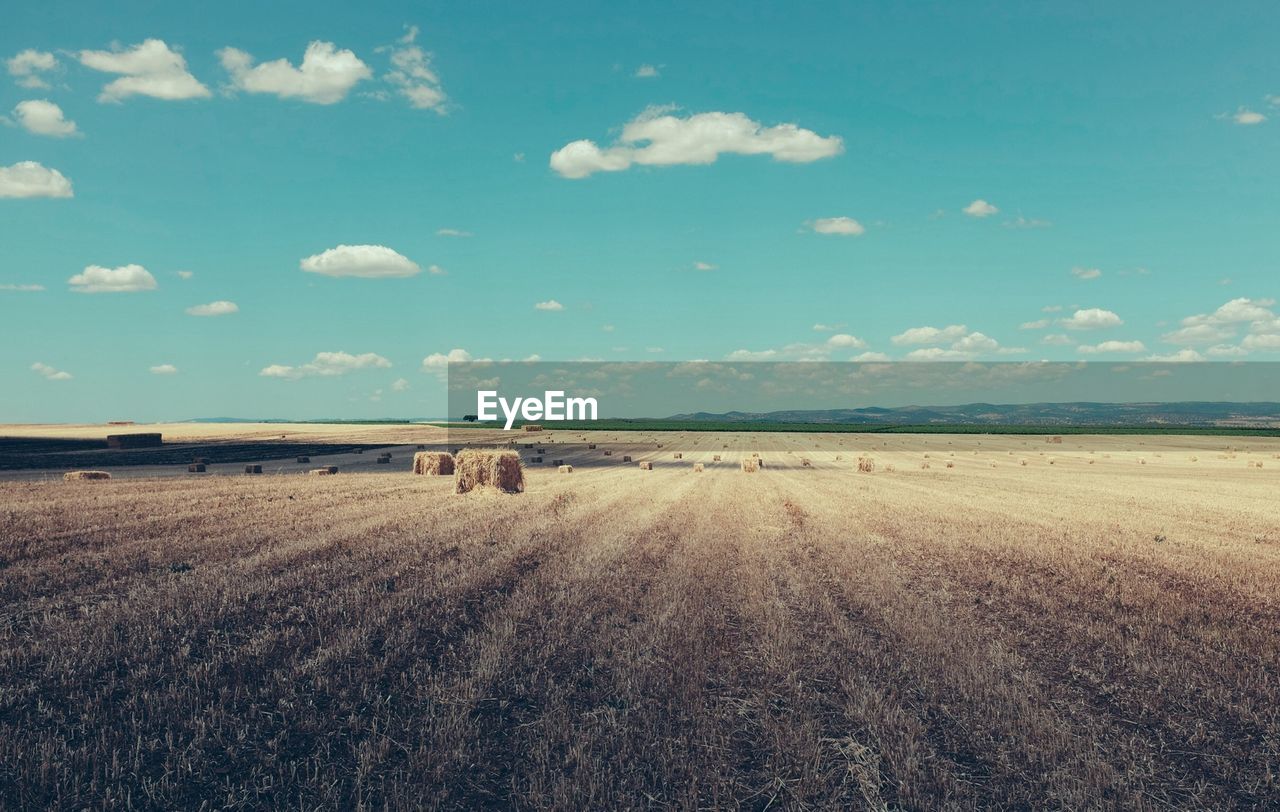 Hay bales in fields against blue sky