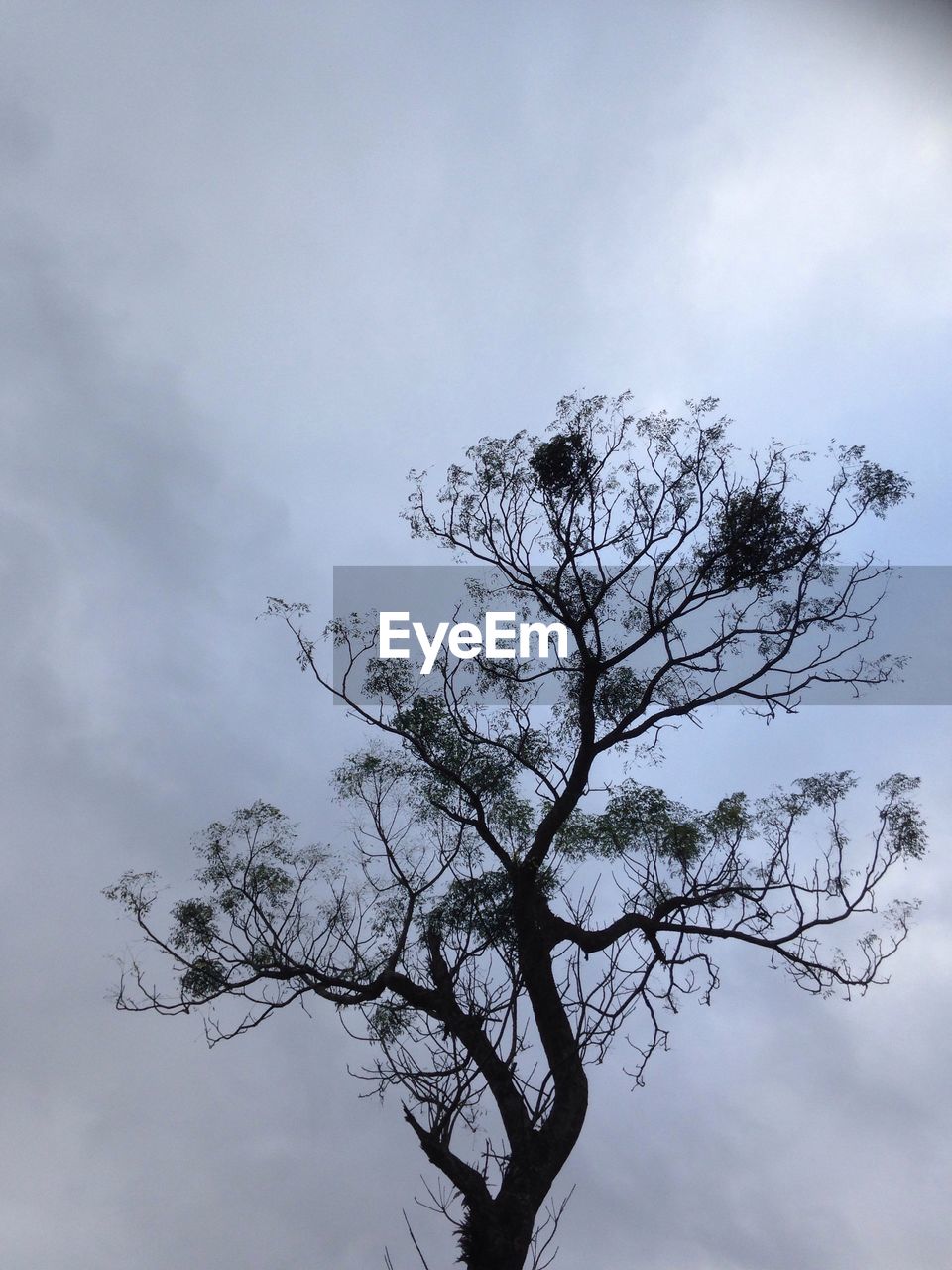 LOW ANGLE VIEW OF TREE AGAINST THE SKY