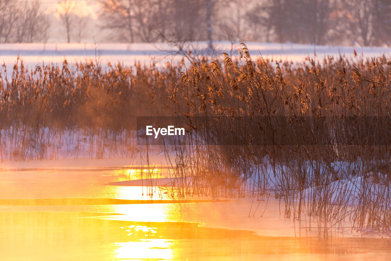 PLANTS IN LAKE DURING WINTER