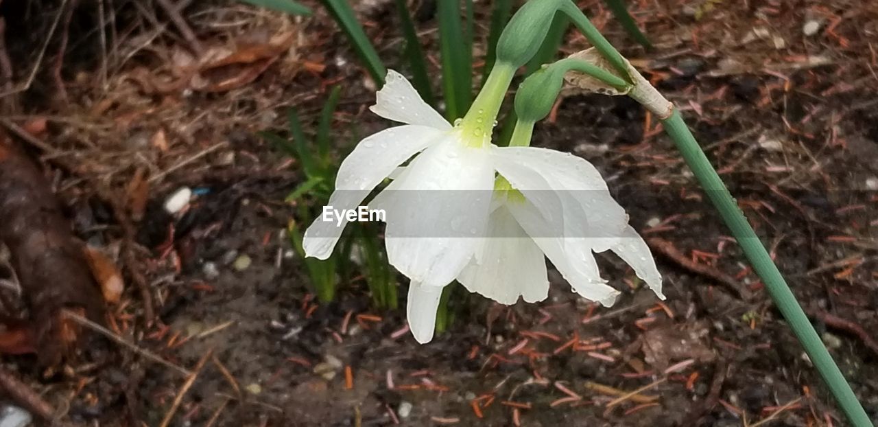 CLOSE-UP OF WHITE ROSE ON PLANT