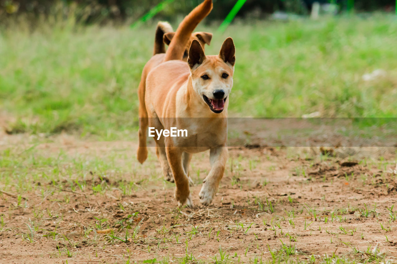 animal themes, pet, mammal, animal, dog, one animal, canine, domestic animals, running, portrait, nature, grass, no people, motion, plant, outdoors, looking at camera, german shepherd, land, day, full length