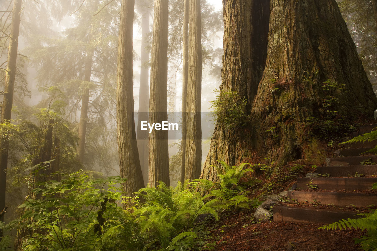 TREES AND PLANTS IN FOREST