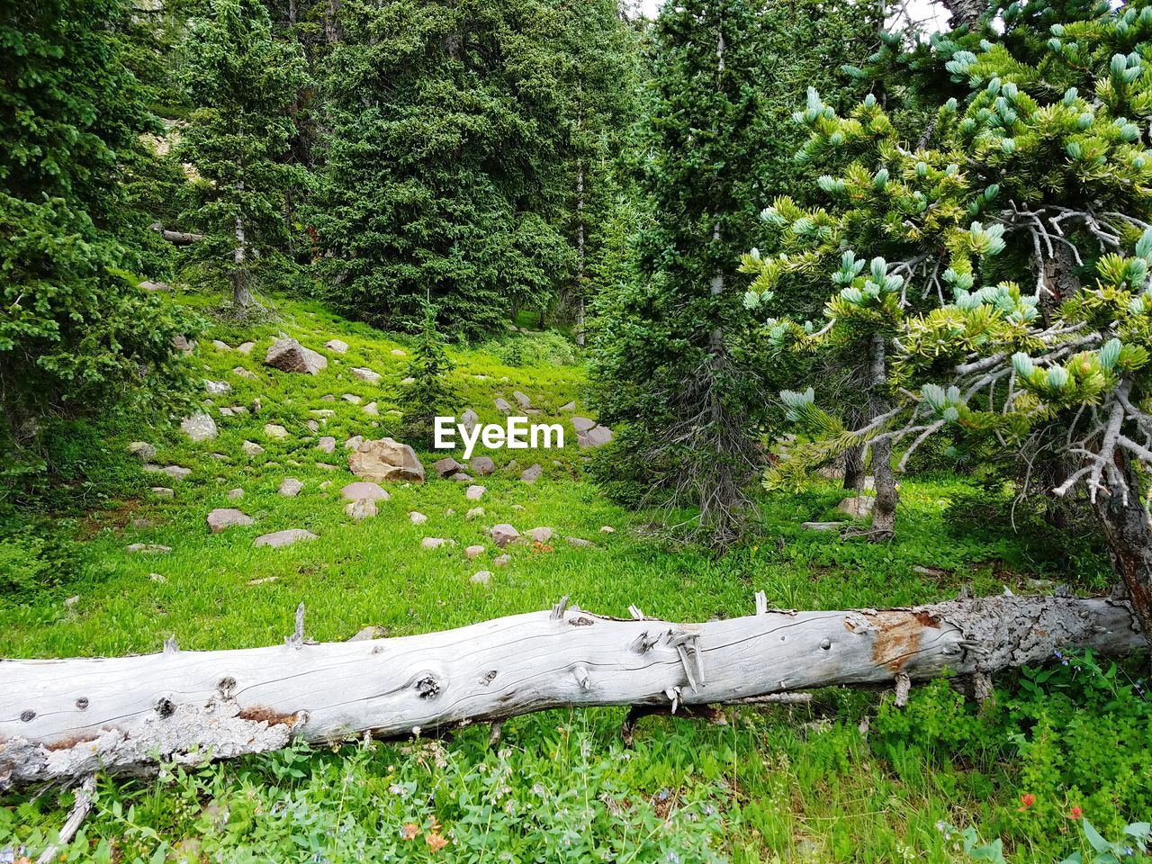 TREES GROWING IN PARK