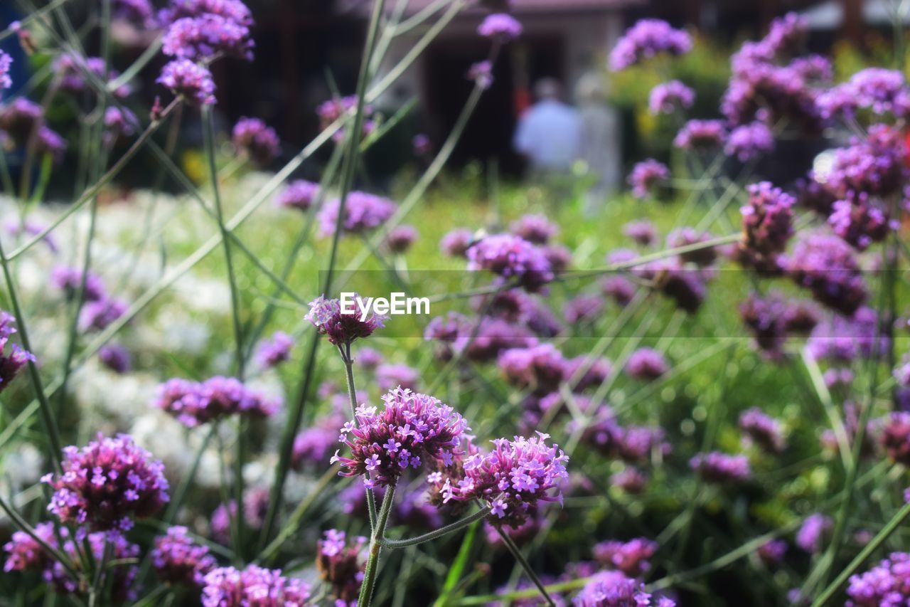 Close-up of pink flowering plants on field