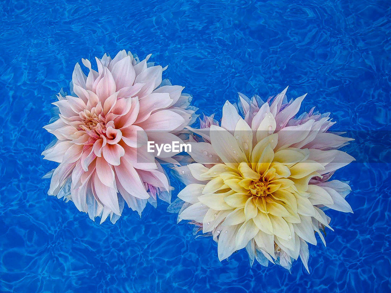High angle view of dahlias floating in blue water