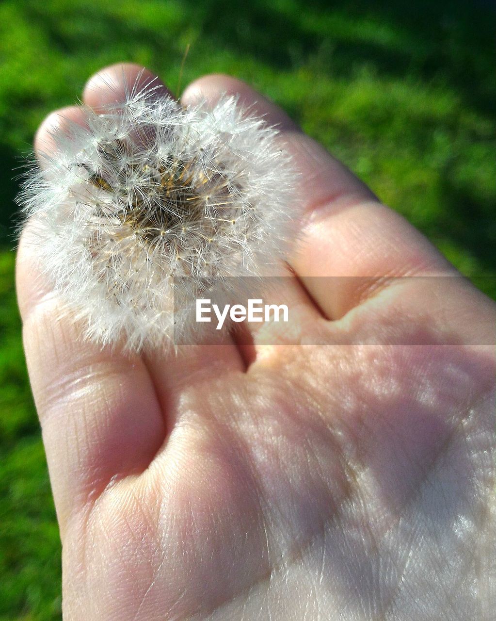 Cropped image of hand with dandelion