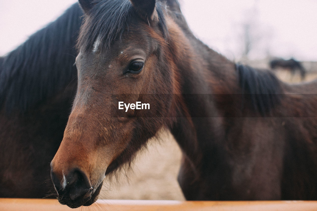Close-up of hairy horse