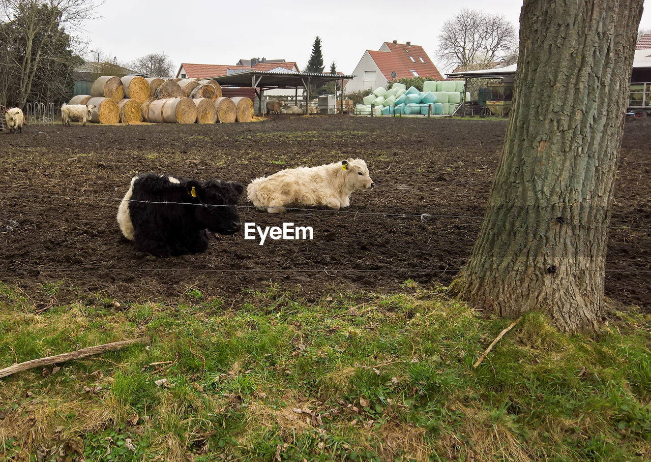 Cows sitting on soil at farm