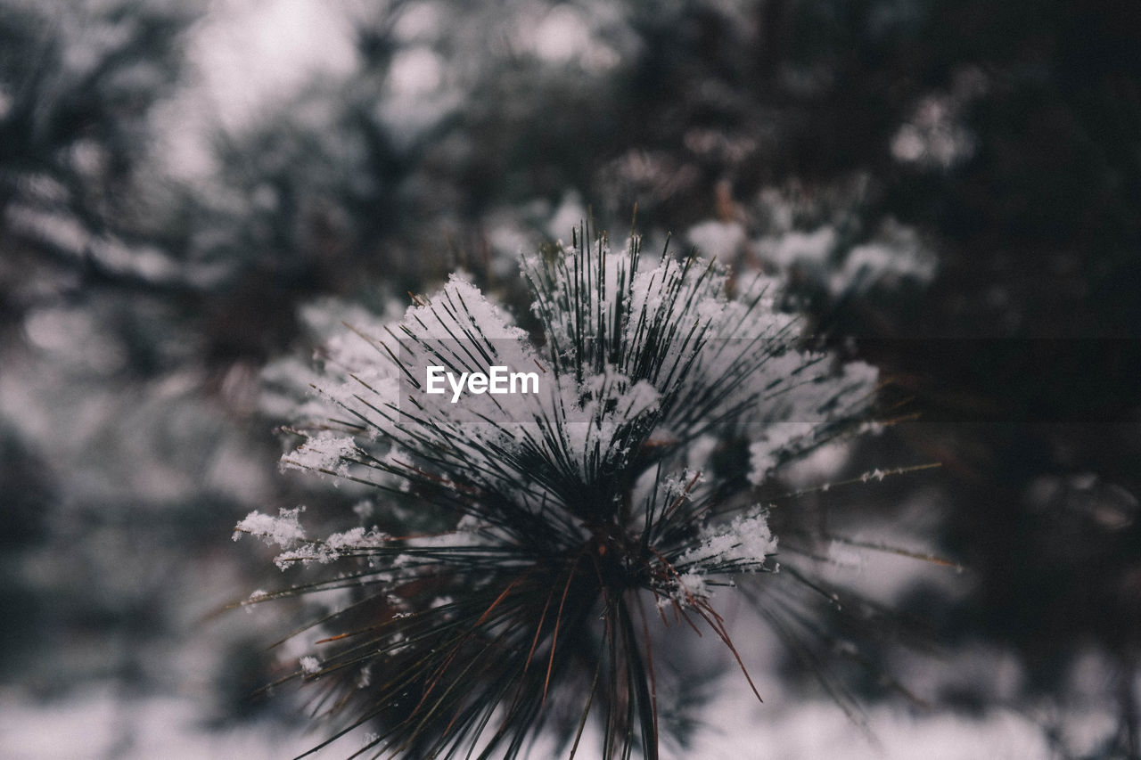 Close-up of snow on pine tree