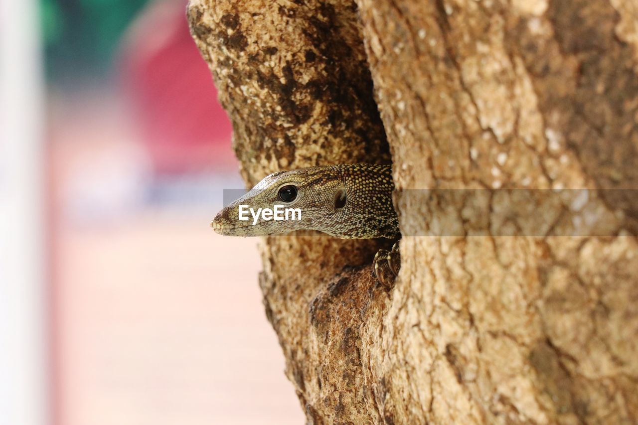 Close-up of lizard in tree trunk