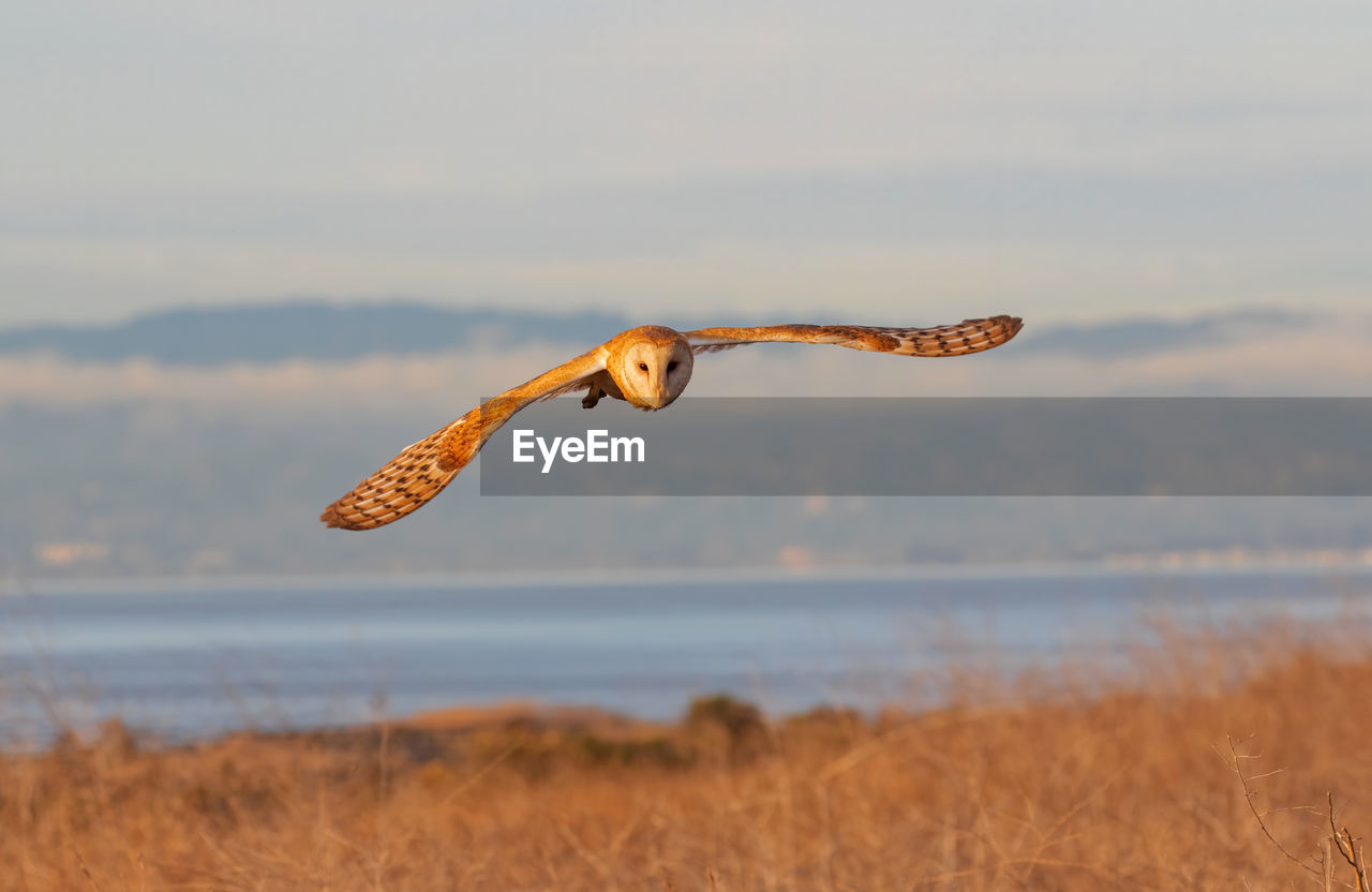 Barn owl flying in the grassland