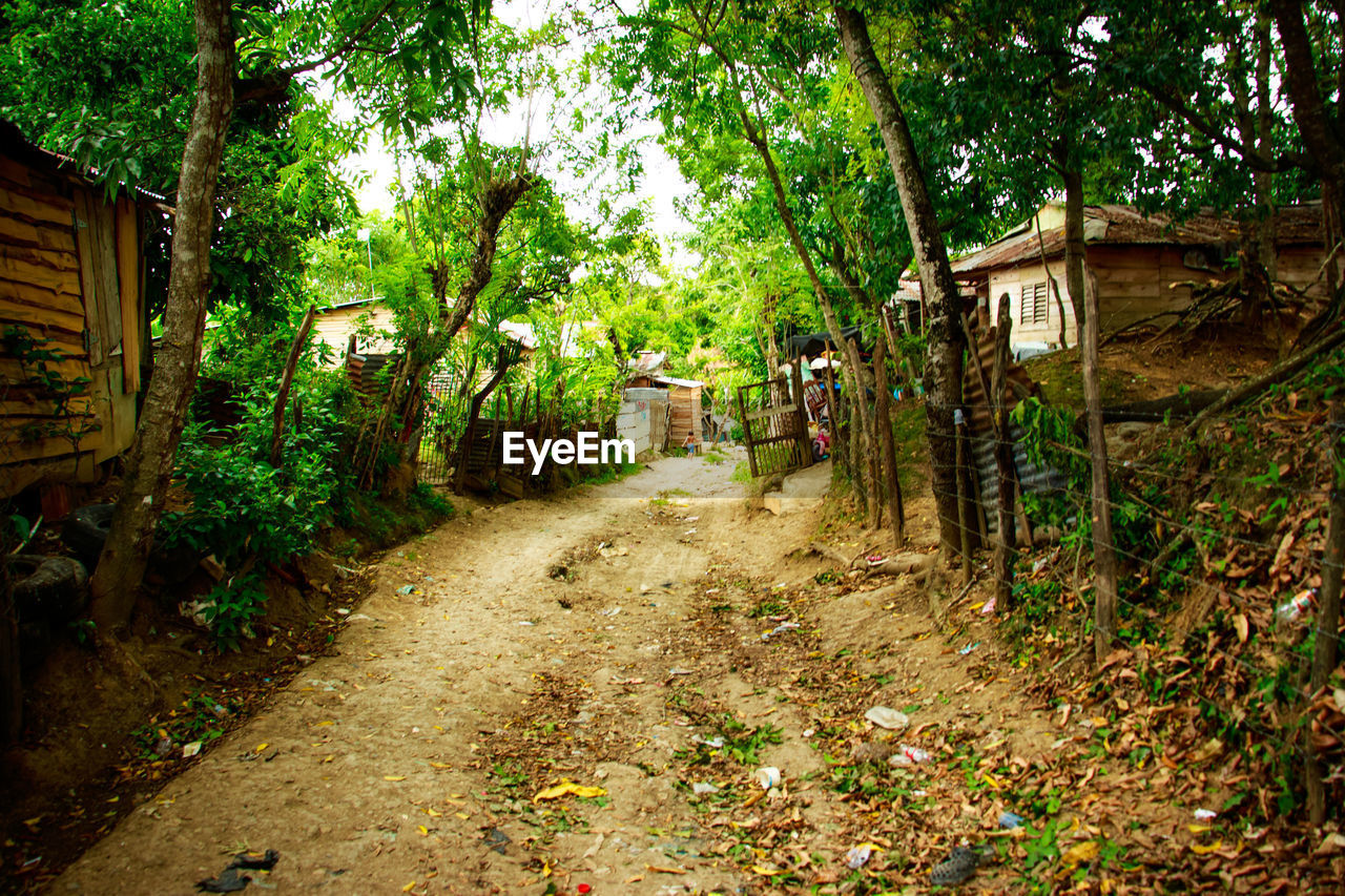 Footpath amidst trees and plants in forest