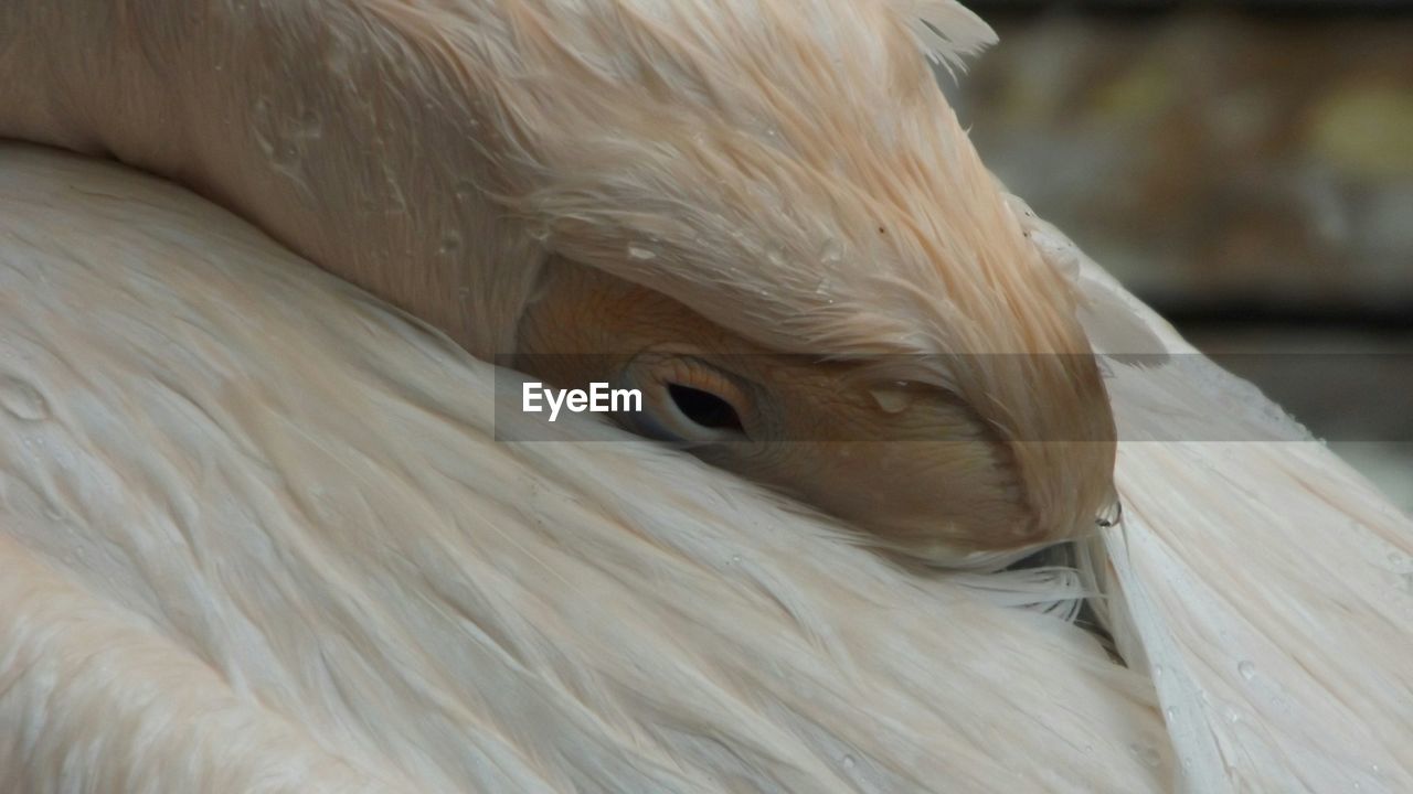 Close-up of wet bird relaxing