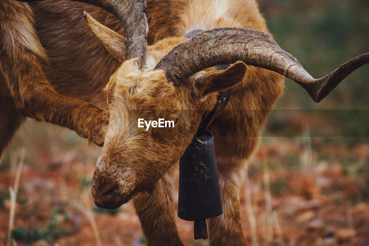 Goat standing on field