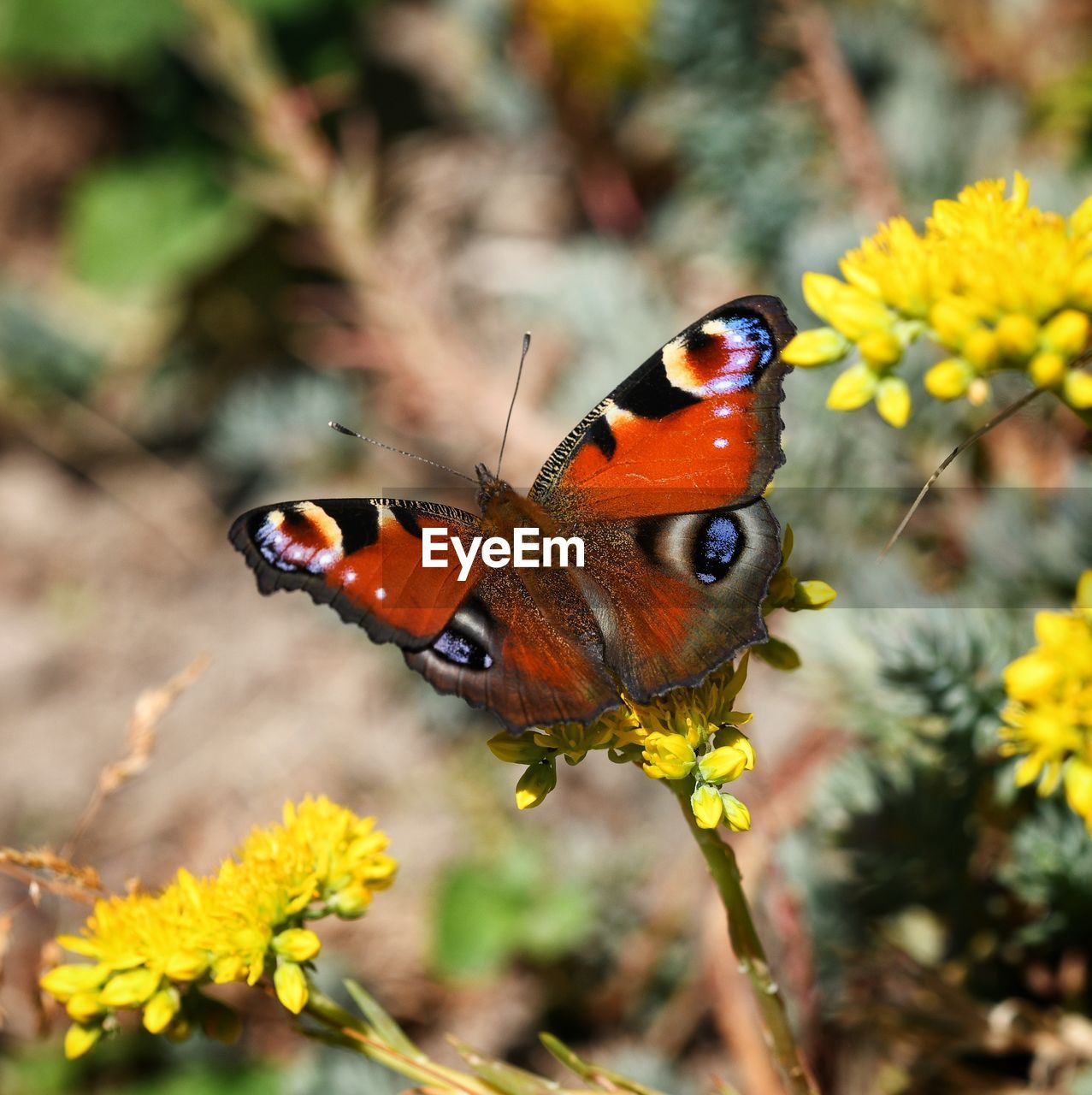 BUTTERFLY POLLINATING ON FLOWER