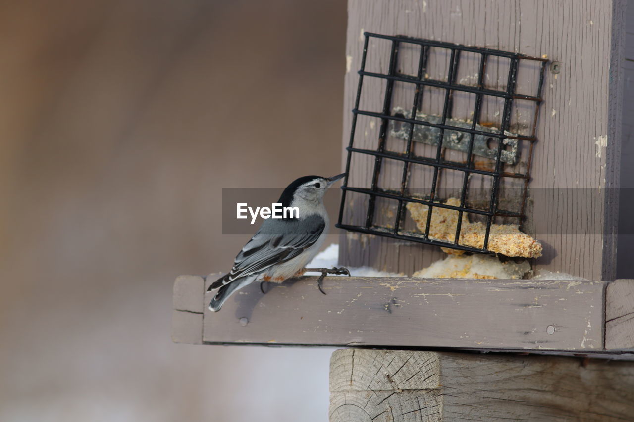 Close-up of bird perching on wood