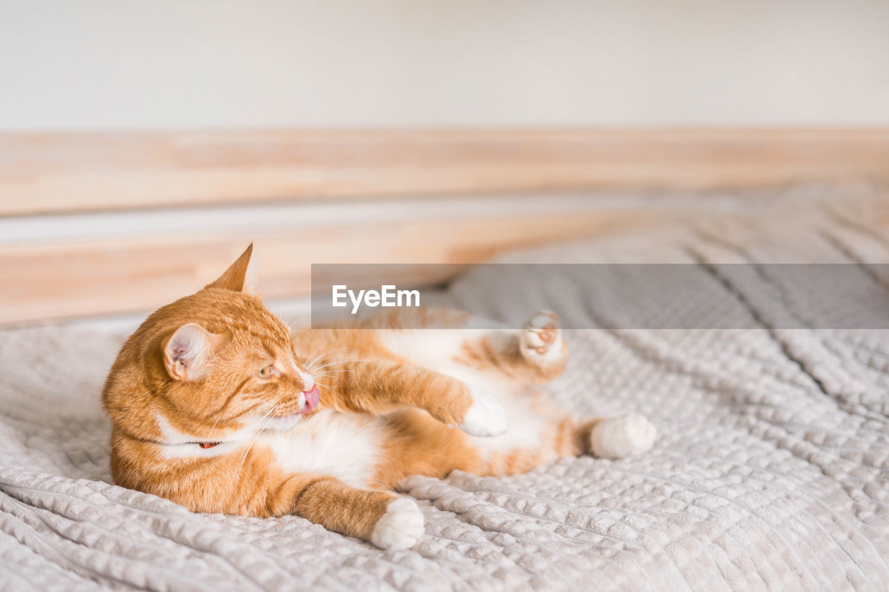 Ginger cat relaxing on couch in living room lying in funny pose on blanket. pet enjoying sun at home