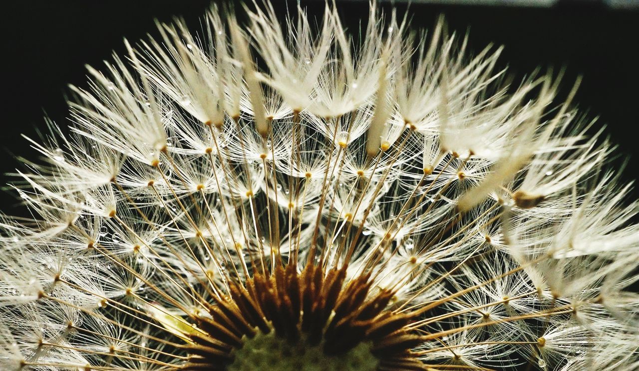Close-up of dandelion against dark background