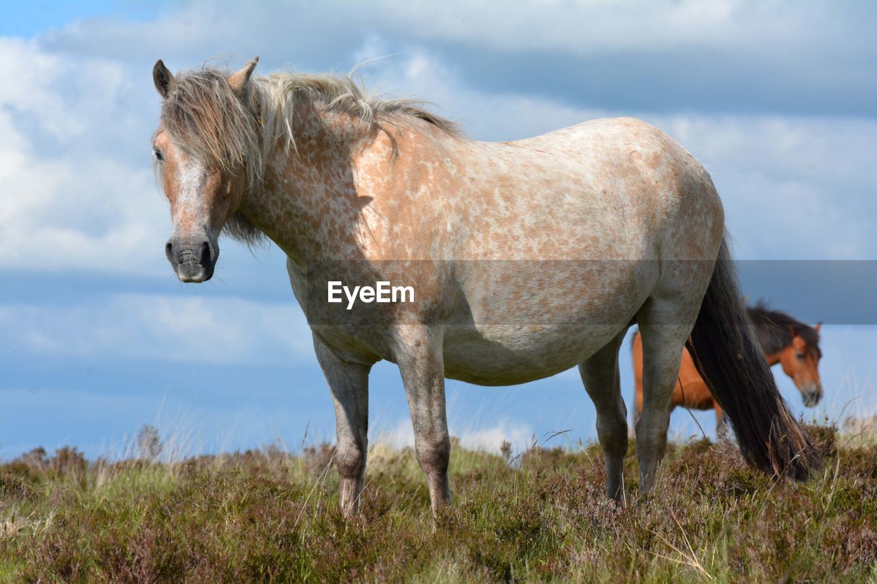 horse, animal, animal themes, mammal, mustang horse, mare, pasture, animal wildlife, domestic animals, cloud, sky, livestock, stallion, grass, nature, mane, one animal, grazing, no people, plant, side view, wildlife, standing, landscape, pet, herd, outdoors, meadow, day, grassland, full length, environment, prairie, plain, agriculture, land, rural scene, foal, field