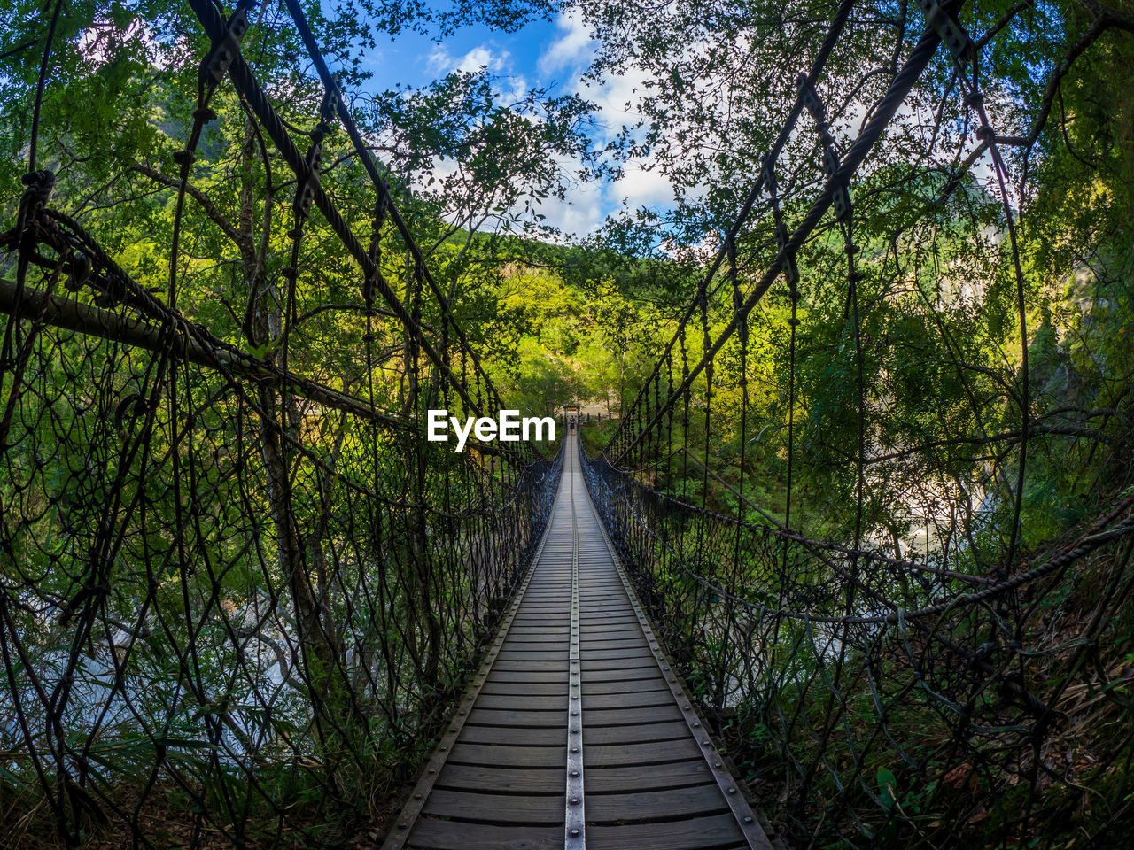 Wooden footbridge amidst trees in forest