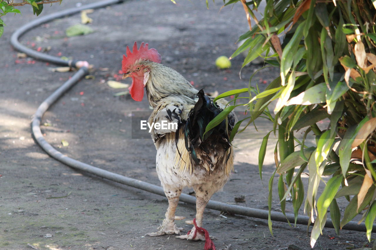 Rear view of a hen on ground