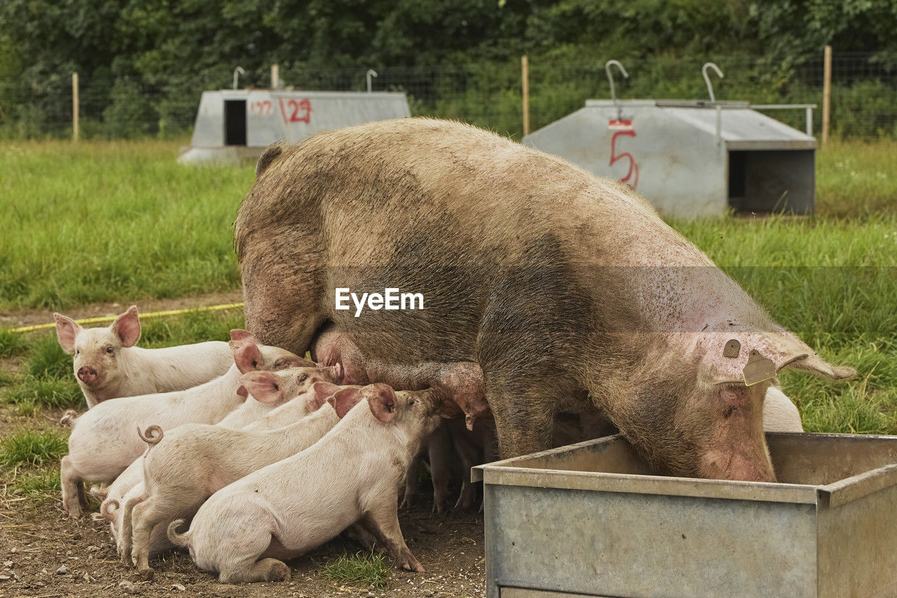 animal themes, animal, mammal, domestic pig, livestock, domestic animals, group of animals, pig, agriculture, farm, plant, pet, nature, no people, grass, piglet, day, animal wildlife, rural scene, young animal, food, field, outdoors, eating, landscape, wildlife, pasture