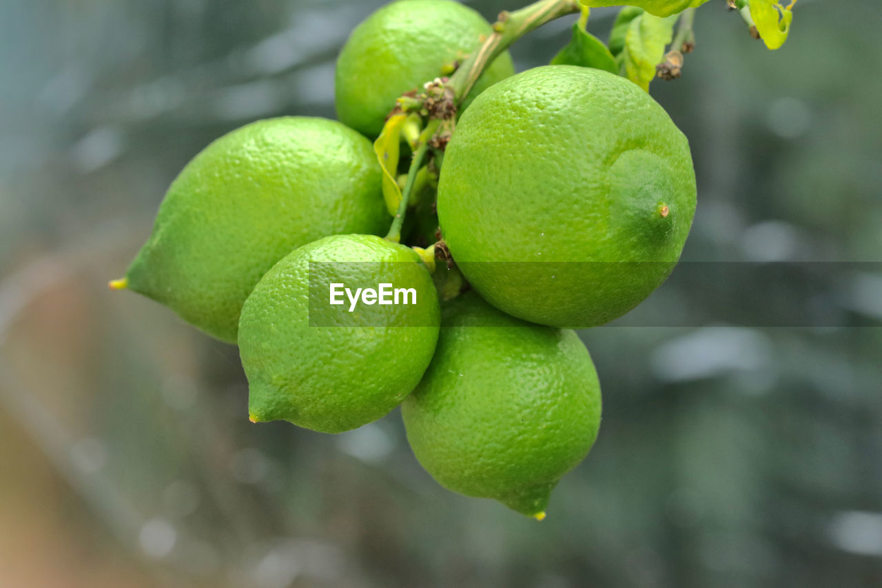 Citrus lemon. close up of green lemons.