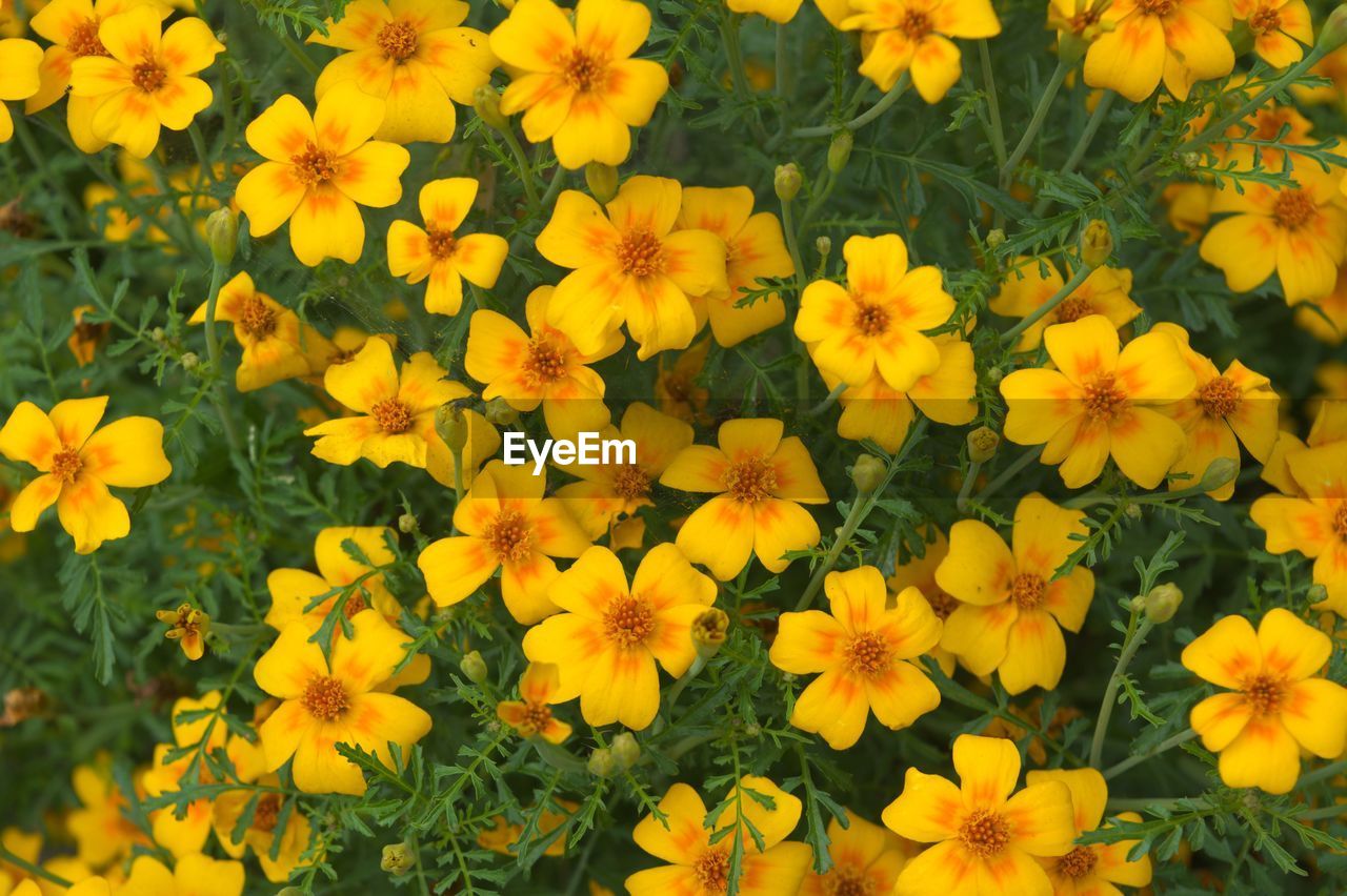 High angle view of yellow flowering plants on field