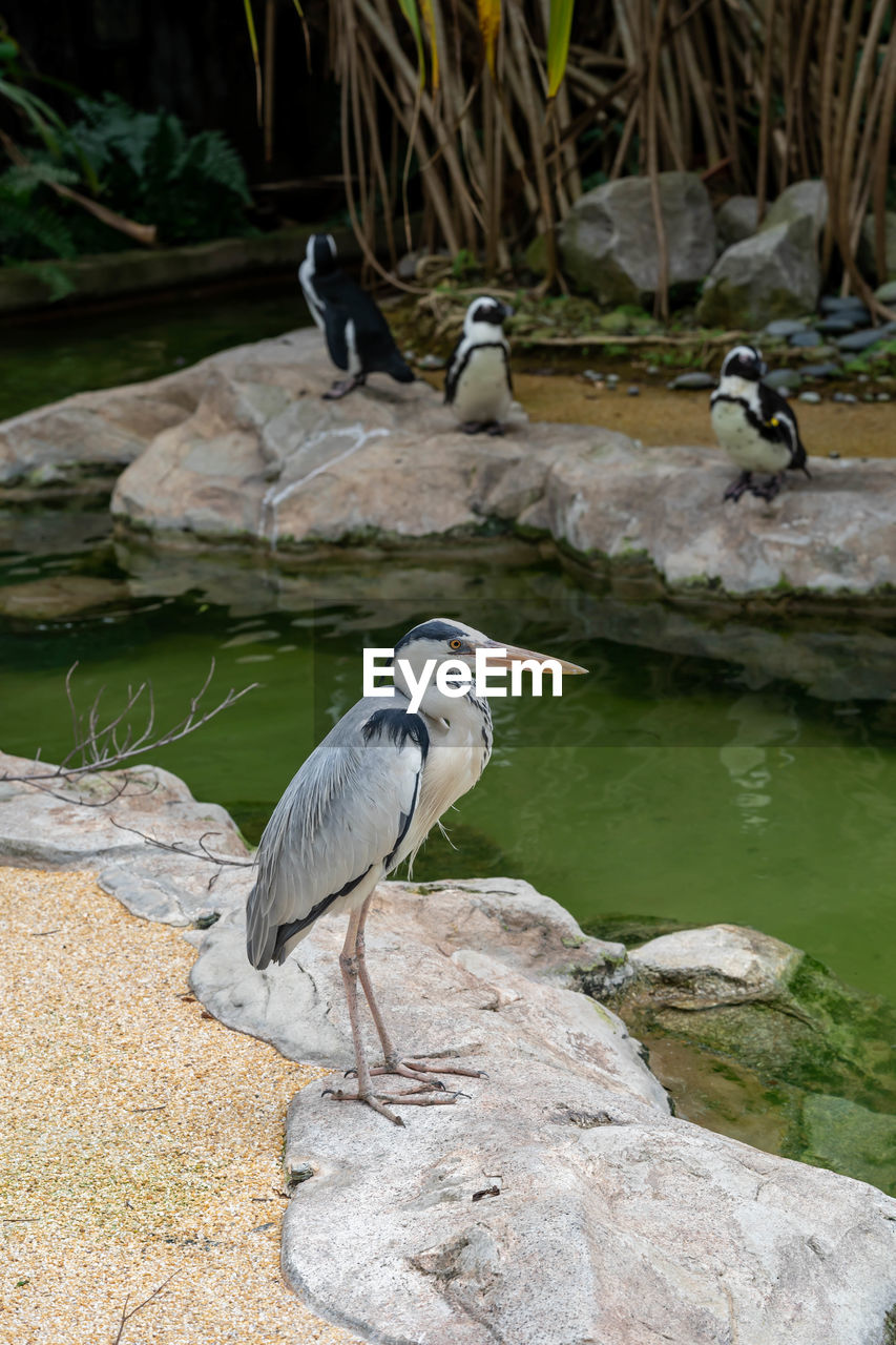 HERON PERCHING ON ROCK