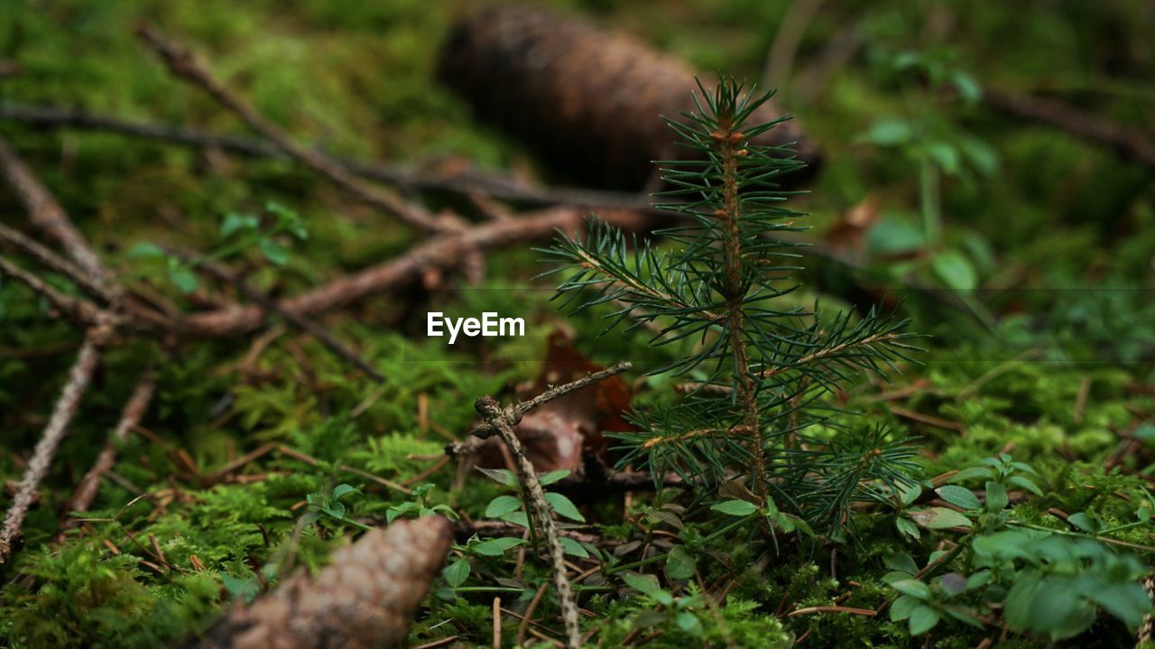 CLOSE-UP OF PINE CONE ON BRANCH