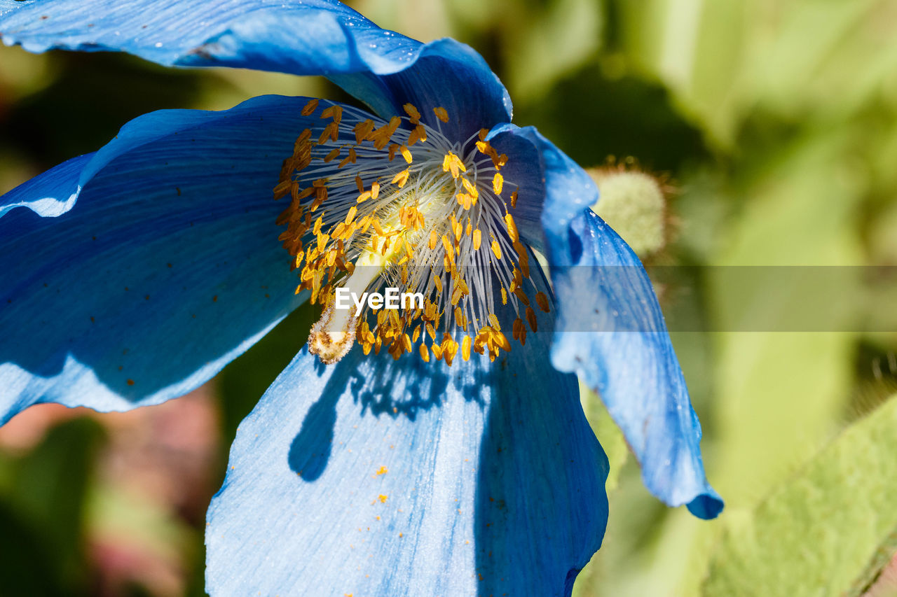 CLOSE UP OF BLUE FLOWER