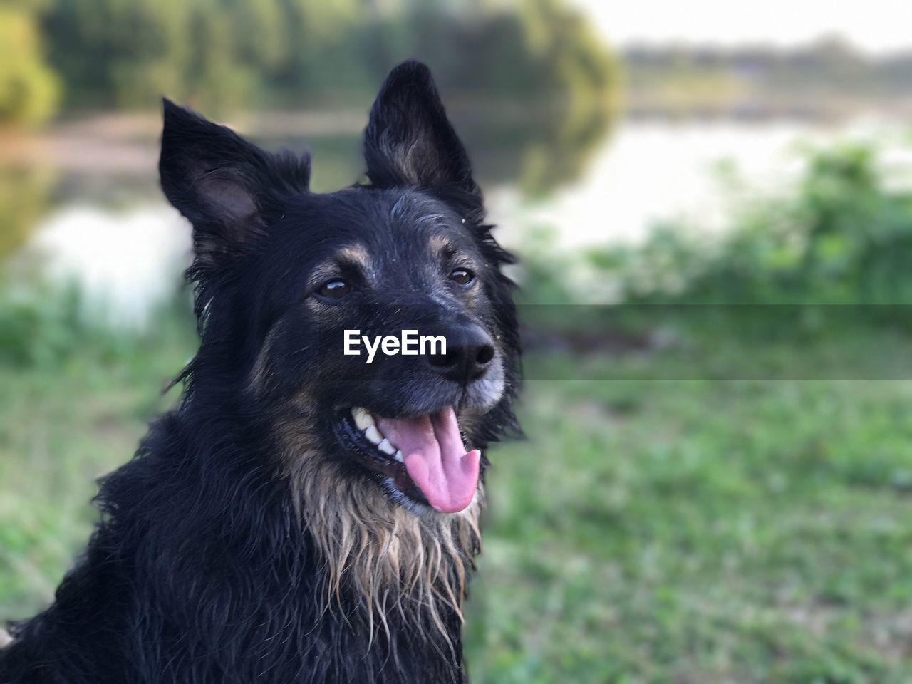 PORTRAIT OF DOG ON FIELD