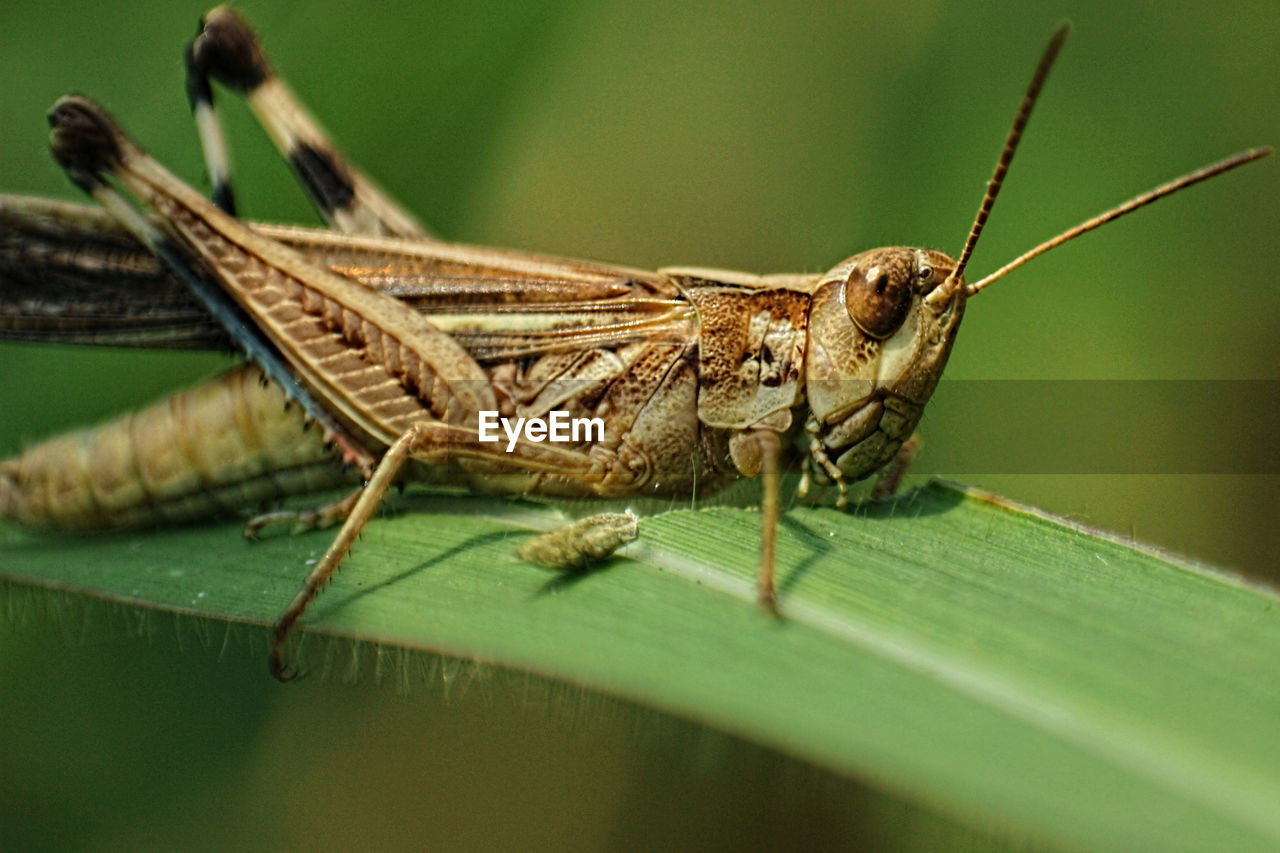 CLOSE-UP OF INSECT ON WHITE SURFACE