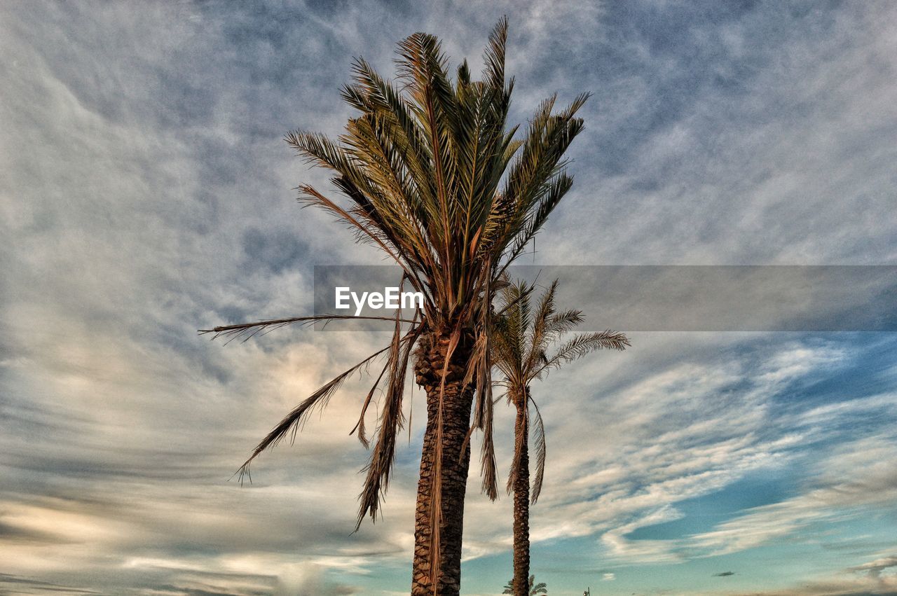 LOW ANGLE VIEW OF COCONUT PALM TREE AGAINST SKY